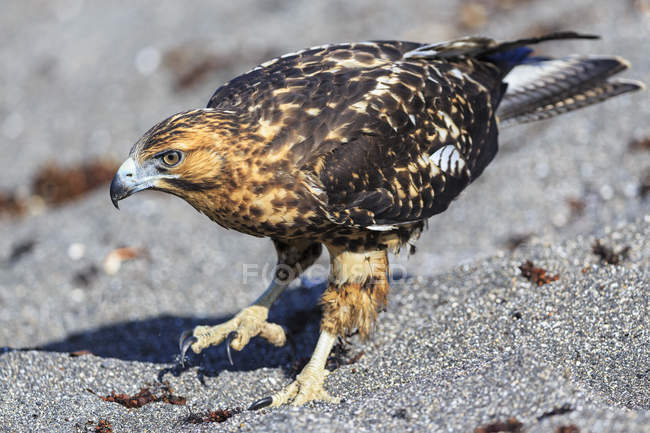 Vista da vicino diurna del falco delle Galapagos sulla sabbia — Foto stock