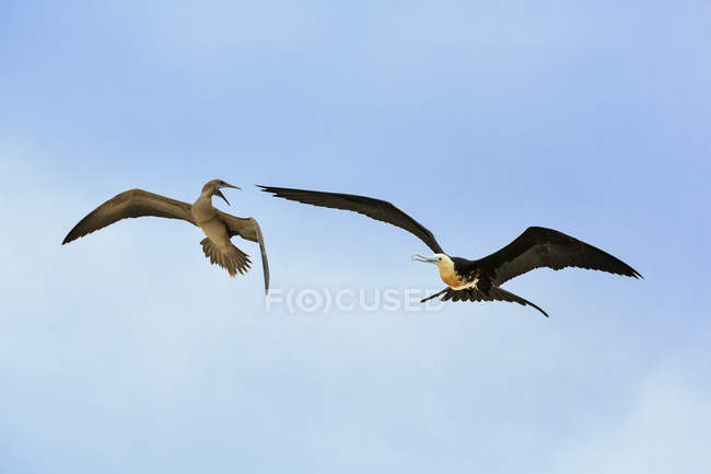 Volare grande frigatebird e Nazca booby litigi — Foto stock