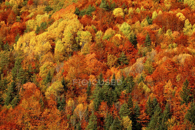 Aerial view of coniferous forest in autumn at daylight, Ordesa National Park, Spain. — Stock Photo