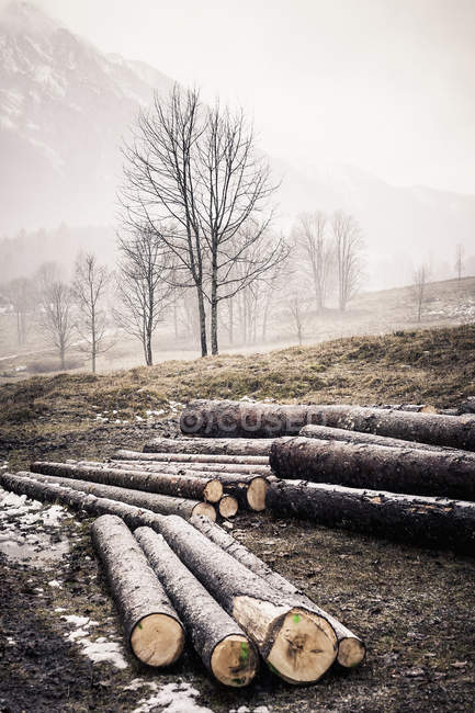 Alemania, Baviera, Ramsau, troncos en el prado - foto de stock