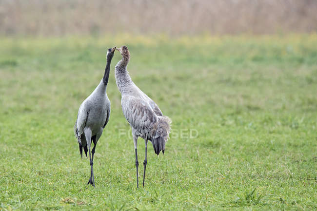 Pareja grúa en la facturación del prado - foto de stock