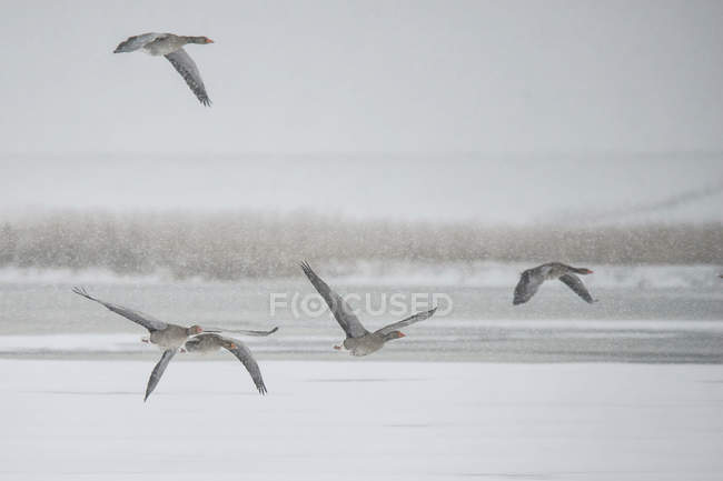 Germania, Schleswig-Holstein, cinque oche grigie volanti in inverno — Foto stock