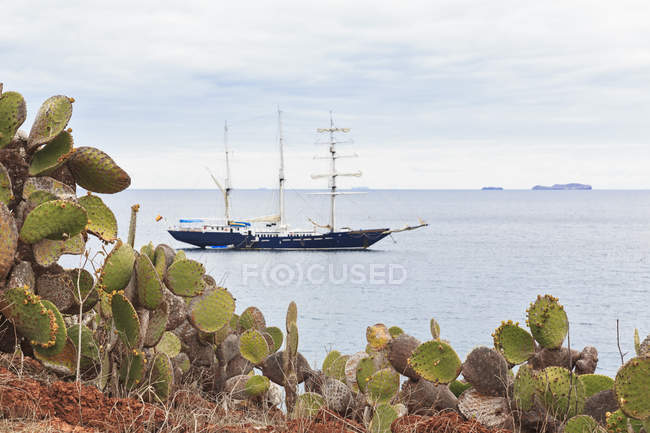 Тихий океан, парусник на острове Рабида с Опунция echios, Галапагосские острова — стоковое фото