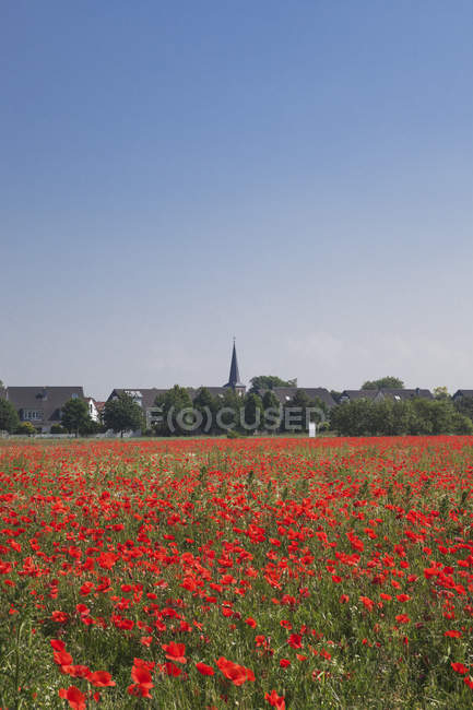 Allemagne, Cologne Widdersdorf, champ de pavot et église Saint-Jacobus à la ville historique en arrière-plan — Photo de stock