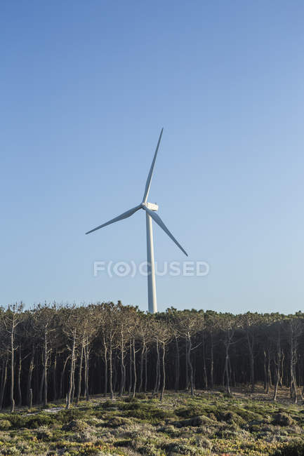 Portogallo, Nazare, ruota eolica, foresta in primo piano — Foto stock