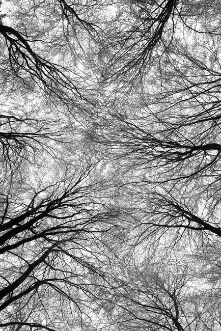 Німеччина, Констанція район, верхівок дерев з голими буків міді — стокове фото