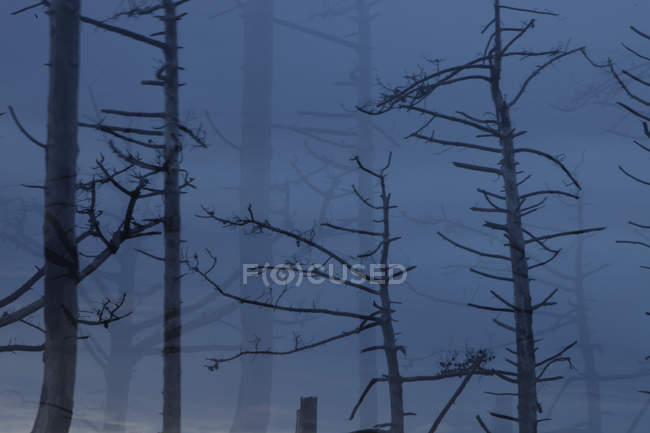 Silhuetas de árvores queimadas e troncos no fundo — Fotografia de Stock