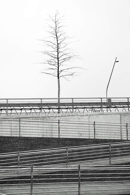 Alemania, Hamburgo, HafenCity, Nueva Universidad, pasarela peatonal y árbol desnudo — Stock Photo