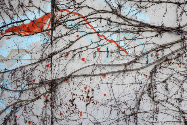 Graffiti en la pared de hormigón con planta rastrera - foto de stock