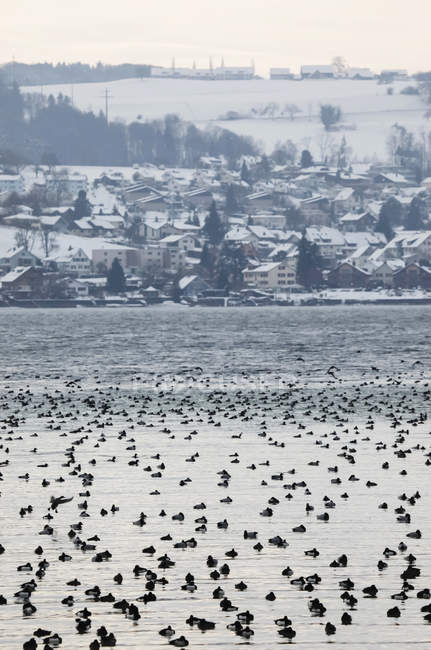 Germania, Lago di Costanza con anatre in inverno, veduta del villaggio sullo sfondo — Foto stock