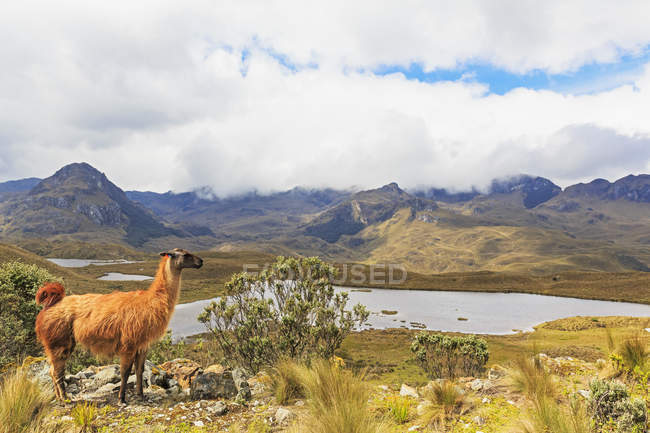 Эквадор, Национальный парк Кахас, лам, стоящий на холме перед лагуной — стоковое фото