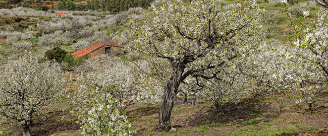 View of Green Valley with blooming cherry trees at Valle del Jerte, Extremadura, Spain — Stock Photo