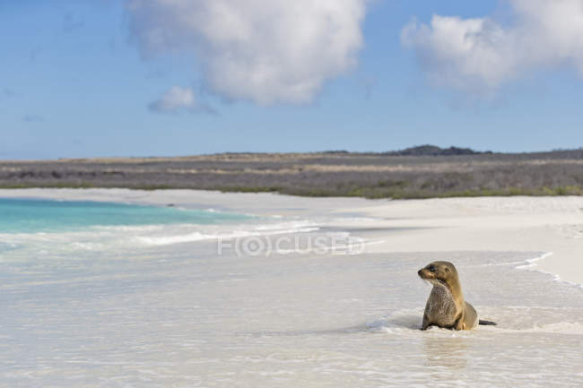 Ecuador, Isole Galapagos, Espanola, Gardner Bay, leone marino seduto in acqua sul lungomare — Foto stock