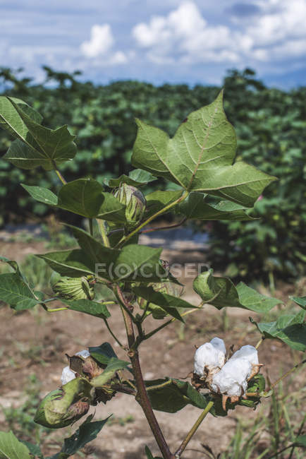Grecia, plantación de algodón, hojas verdes, algodón en flor - foto de stock