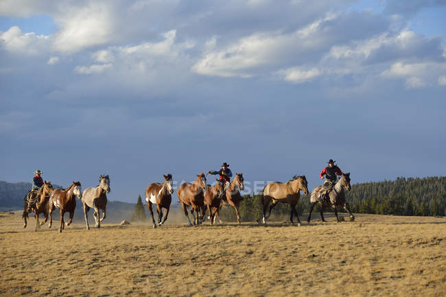 Cowboys and cowgirl herding horses — Stock Photo