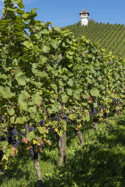 Червоний виноград, що росте на рослинах в винограднику — стокове фото
