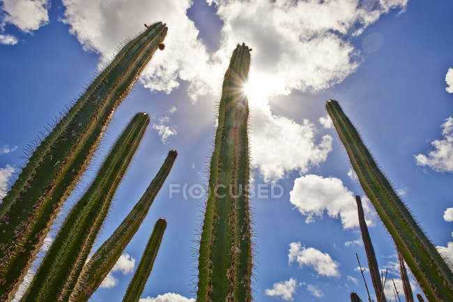Caraibi, Antille olandesi, Bonaire, cactus a colonna — Foto stock