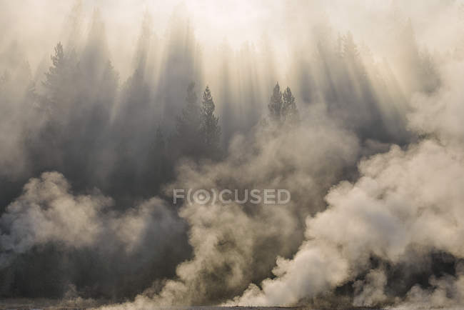 États-Unis, Wyoming, parc national de Yellowstone, vapeur des sources thermales chaudes s'élevant dans la forêt près de Firehole River le matin — Photo de stock