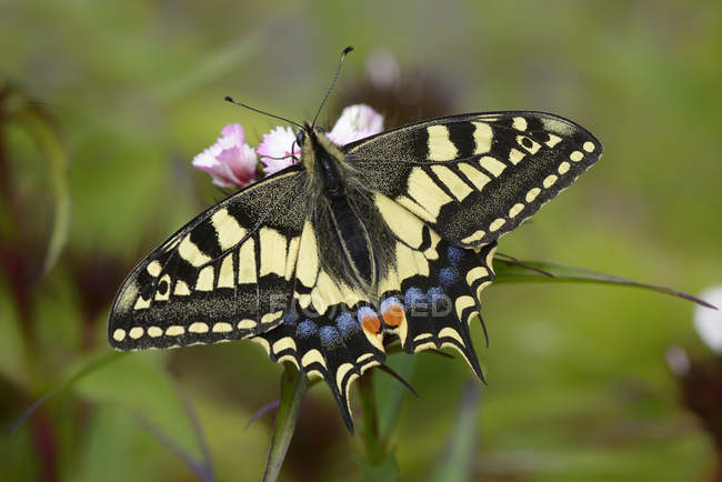 Papilio machaon - Stock Photos, Royalty Free Images | Focused