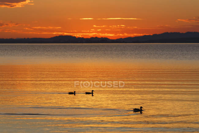 Deutschland, Bayern, Abend am Chiemsee, malerischer Seeblick mit zwei Enten bei Sonnenuntergang — Stockfoto