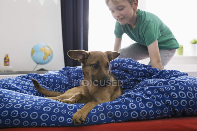 boy dog beds