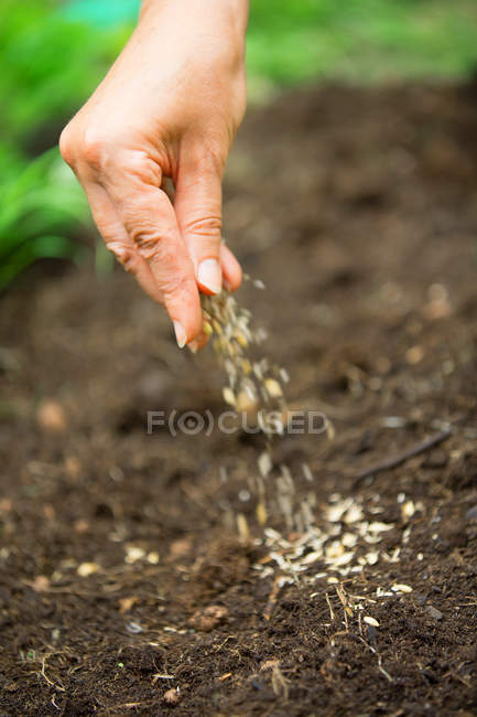 Nahaufnahme der Hand einer Frau, die Samen aussät — Stockfoto