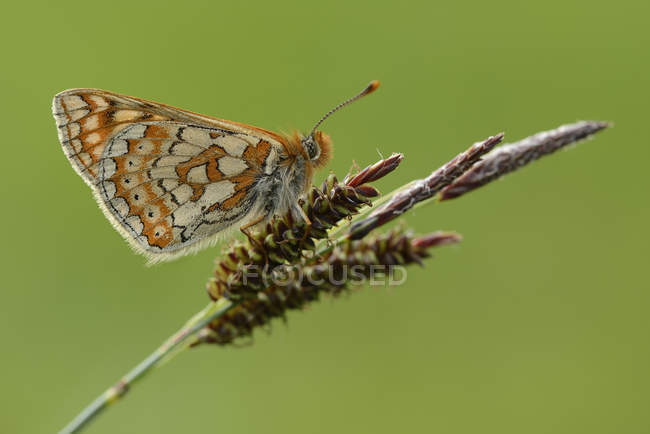 Marsh Fritillary moth — Stock Photo