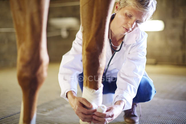 Veterinario vendaje pierna de un caballo en establo - foto de stock