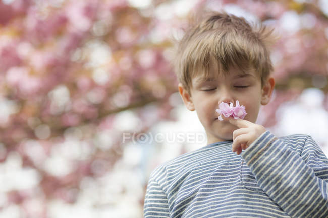 Menino cheirando flores na temporada de flor de cerejeira — Fotografia de Stock