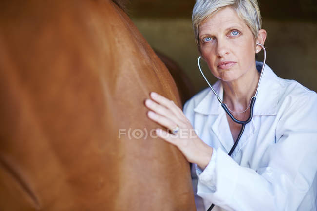 Cropped portrait of female veterinarian examining horse — Stock Photo