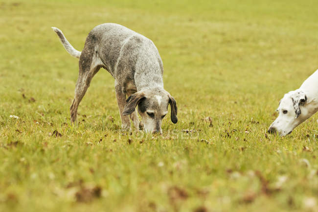 Dos perros en el prado olfateando en la hierba - foto de stock