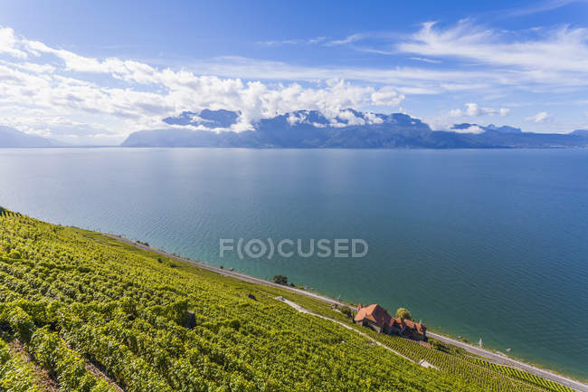 Svizzera, Lavaux, Lago di Ginevra, azienda vinicola Clos des Abbayes — Foto stock