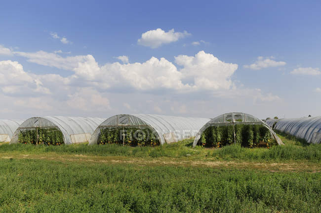 Austria, Burgenland, Sankt Andrae am Zicksee, Green houses, Cultivation of tomato plants — Stock Photo