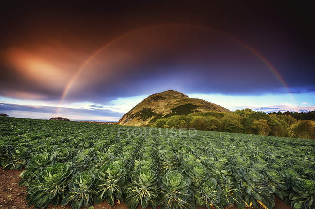 Regno Unito, Scozia, Lothian orientale, arcobaleno su un campo di cavoletti di Bruxelles — Foto stock