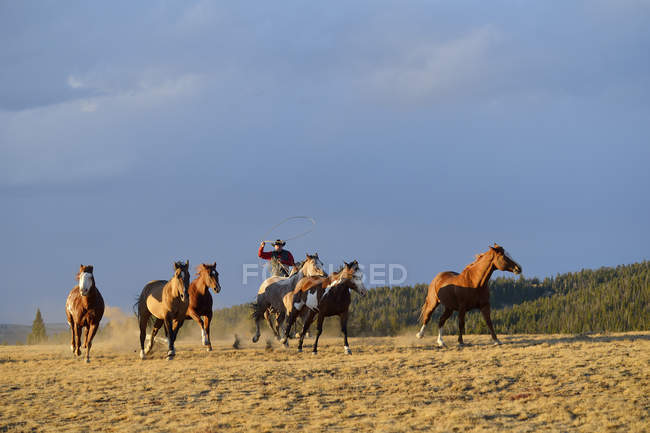 Ковбой с лошадьми-лассо — стоковое фото