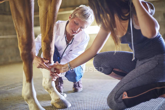 Tierarzt bandagiert Bein eines Pferdes im Stall — Stockfoto