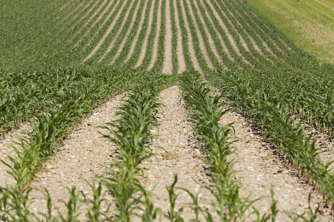 Austria, Burgenland, cornfield during daytime — Stock Photo