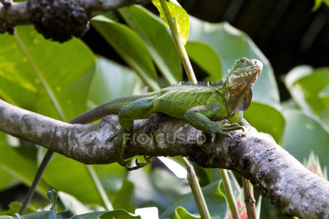 Iguana appollaiata su ramo — Foto stock