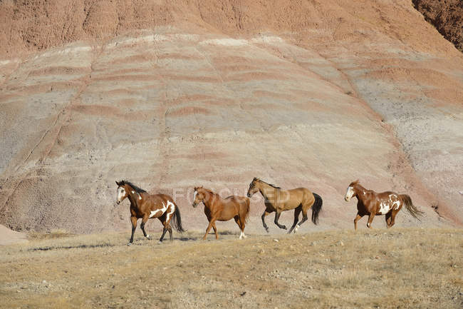 США, Вайомінг, великий Ріг гори, чотири скачущих диких коней — стокове фото