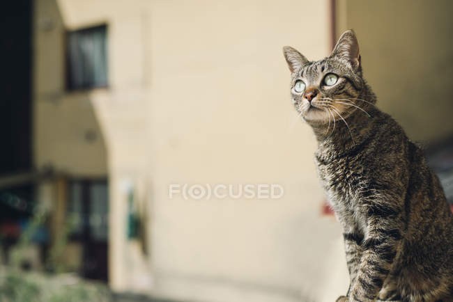 Tabby cat watching something — Stock Photo