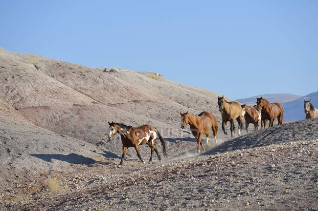 Seis caballos salvajes corriendo en tierras baldías, Wyoming, EE.UU. - foto de stock