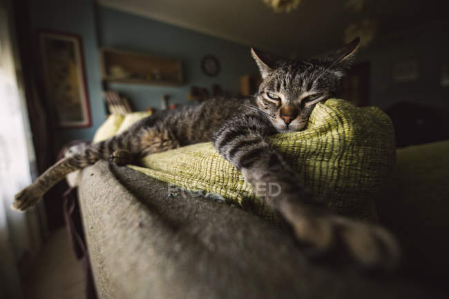 Tabby gato relaxante no sofá — Fotografia de Stock