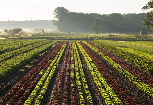 Agrarlandschaft mit Gemüse- und Salatfeldern im nebligen Dunst — Stockfoto