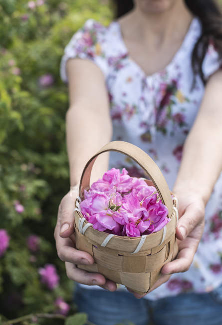 Woman holding rose blossoms in the basket — Stock Photo