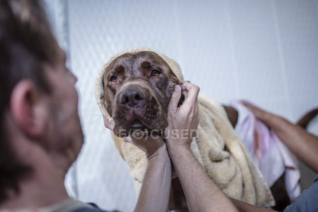 Крупный план мытья человека, коричневая собака — стоковое фото