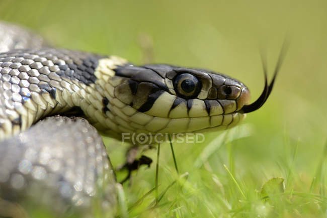 Serpente d'erba darting — Foto stock