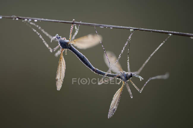 Zwei Kranichfliegen, Tipulidae auf verschwommenem Hintergrund — Stockfoto