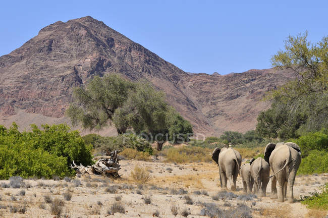 África, Kunene, quatro elefantes africanos, Loxodonta africana, caminhando pelo rio Hoanib — Fotografia de Stock