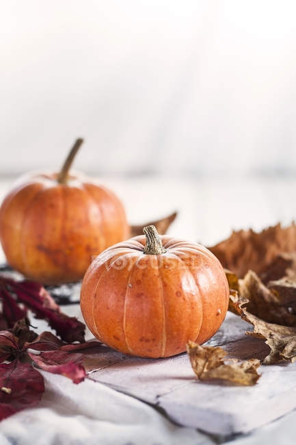 Two miniature pumpkins, Cucurbita pepo, and autumn leaves in front of white background — Stock Photo