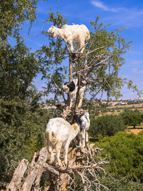 Марокко, Марракеш-Tensift-Аль-Haouz, Ес-Сувейра, кіз, піднявшись на дерева Аргана, їдять Аргана горіхи — стокове фото